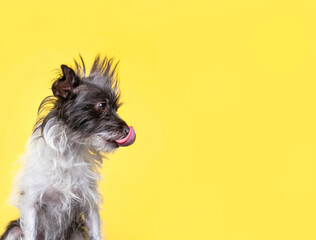 studio shot of a cute dog on an isolated background