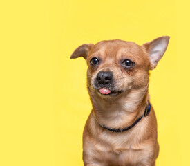 studio shot of a cute dog on an isolated background