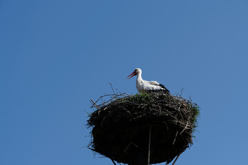 Ooievaar in Natuurpark Lelystad, Flevoland province, The Netehrlands