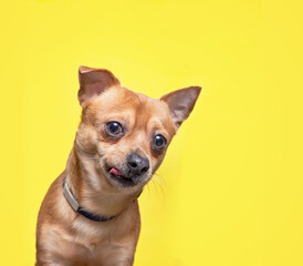 studio shot of a cute dog on an isolated background