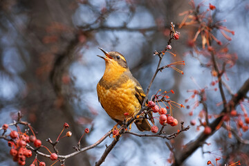 varied thrush eating a berry from a crab apple tree