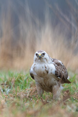 A white common buzzard (Buteo buteo)
