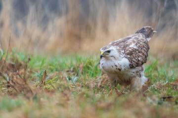 A white common buzzard (Buteo buteo)