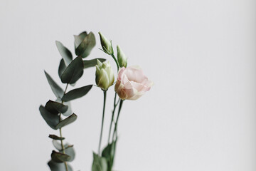 Beautiful fresh flowers eustoma and eucalyptus  on white background close up. Stylish minimal floral arrangement, moody image. Spring modern bouquet