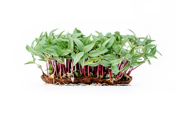 Fresh micro green mung beans on the linen rug isolated on white background. High quality photo
