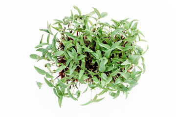 Fresh micro green mung beans isolated on white background. High quality photo