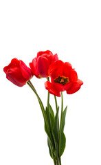 bouquet of tulips isolated