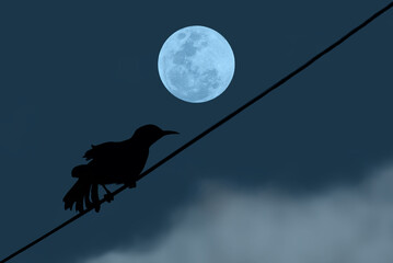 Full moon with bird silhouette on electric wire in the night.