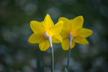 Fototapeta premium Closeup of yellow daffodils in a public garden