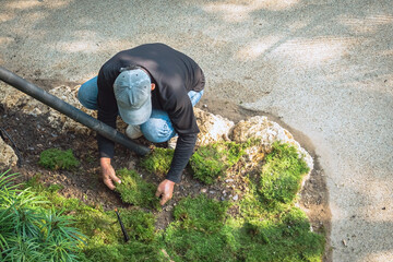 Top view of elderly gardener planting green moss around the base of a large tree to decorate garden to be beautiful and shady. Takes care of the plants by applying moss on the base. Garden decoration.