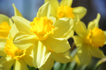 Obraz na płótnie Canvas daffodils in spring