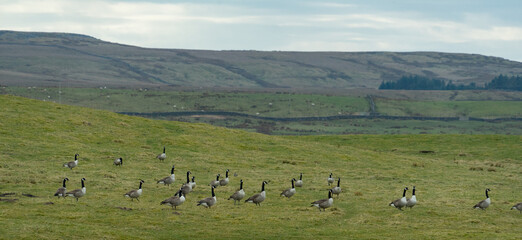 Canada geese on a moor in Northumberland, UK
