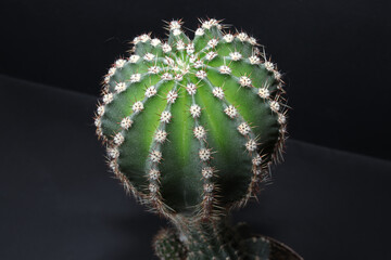 Top view of a small green cactus potted plant isolated on a black background with