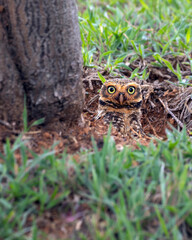The Burrowing Owl or Luck owl emerging from its nest hole. Species Athene Cunicularia. The big yellow eyes of american owl. Bird lover. Birdwatching. mimicry