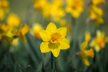 Fototapeta premium Closeup of yellow daffodils in a public garden