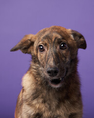 dog mix on a bright purple background. Happy pet in the studio
