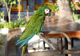 Parrot in captivity. There is a chain on his paw. Against keeping animals in captivity.