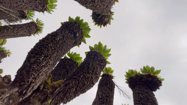 4K footage showing bizarre indigenous tropical trees near Kilimanjaro mountain in Tanzania. Fauna, nature, landscapes concept.