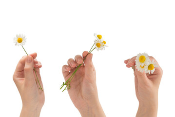 Bouquet of daisies isolated on white.