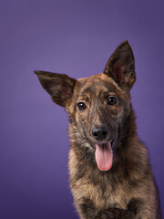 dog mix on a bright purple background. Happy pet in the studio