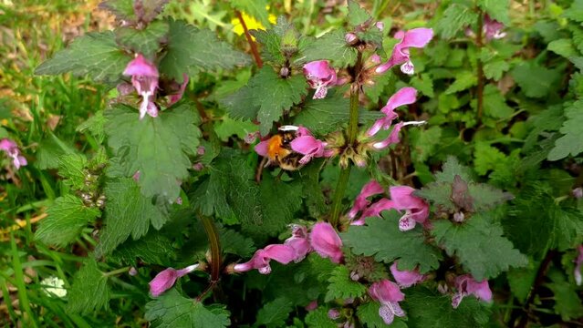 Bumblebee Collecting Nectar From Wildflowers In Public Park