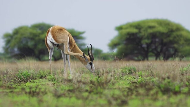 Springbok Antelope On Green Savannah Scratching Its Ear In Central Kalahari Game Reserve In Botswana. Selective Focus Shot