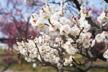 梅園の白梅