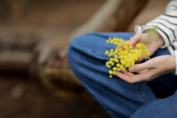 Close-up hand of young girl or woman holds yellow brunch of mimosa flowers outdoors. 8 march women's day concept.