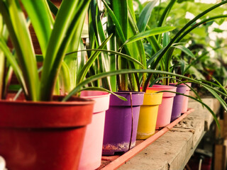 multi-colored flower pots for planting in a flower shop