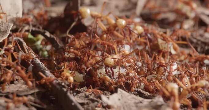 Crowd of Amazon army ants collecting larvas in colony on forest floor - close up