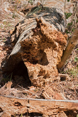 Nature's Reclamination of a Fallen Tree