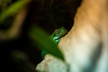 dream tree frog in nature