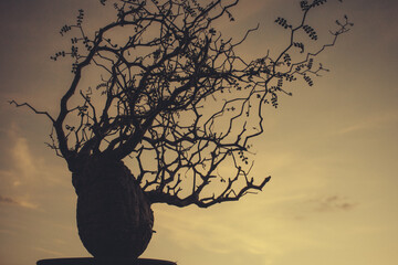 silhouette bonsai tree with beautiful sky 