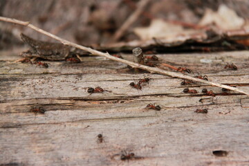 ants crawling over an old felled tree trunk