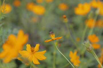 butterfly on a yellow flower