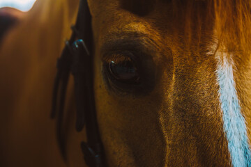 close up of a horse
