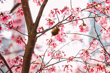 Cherry blossoms in full bloom