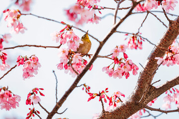 Cherry blossoms in full bloom