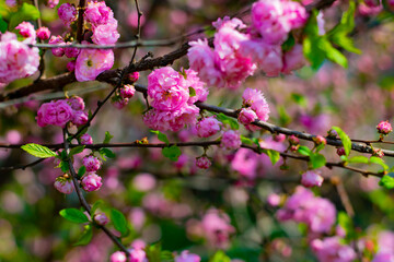 pink flower buds on ornamental almond bushes. flowering of ornamental almonds. a branch of the almond plant. Close-up.