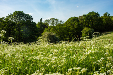 Trees in background with field of flowers and grass in forground on a sunny day with clear sky and...