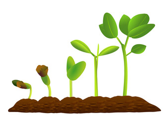 lllustration of growing plant process planting tree infographic