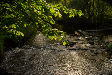 leaves and branch over a flowing river © Anthony