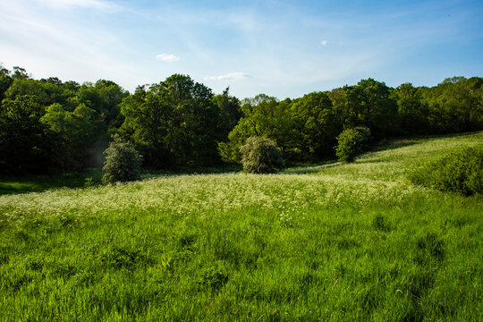feild of grass and flowers with trees in background on clear sunny day