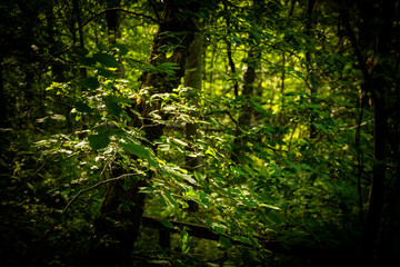 leaves and trees shot under a tree canopy on a sunny day