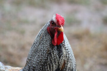 range chicken