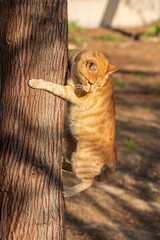 The ginger cat jumped on a tree trunk