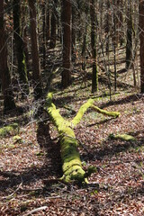 Tronc d'arbre mort recouvert de mousse à la fin de l'hiver (forêt de Lantenay, Bourgogne)