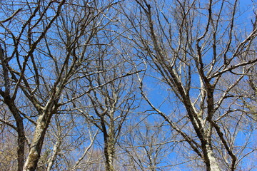 Ciel bleu dans la forêt de Lantenay (Côte-d'Or, Bourgogne) à la fin de l'hiver