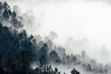 mountain scenery with trees and fog. Protecting the environment against climate change.