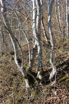 Charmilles &agrave; la fin de l'hiver (for&ecirc;t de Lantenay, Bourgogne)